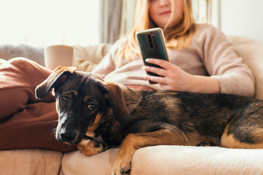 7 Must-Have Tech Tools for the Modern Dog Owner