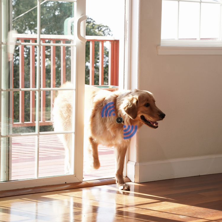 A dog's PetPass tag wirelessly triggers the SmartSlydr automatic dog door, showcasing smart home pet access