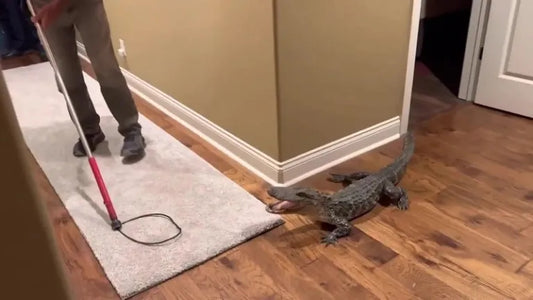 How to Keep Intruders Out from Doggy Door