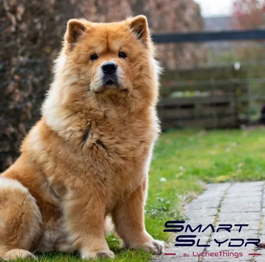 The Positive Impact of Backyard Freedom on Your Dog’s Mental and Physical Health