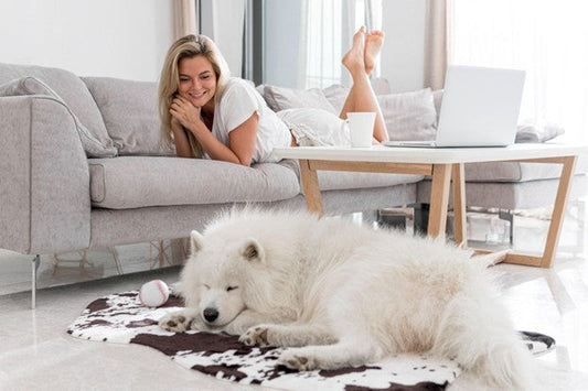 Designing a Dog-Friendly Home That Stays Stylish and Functional for Years