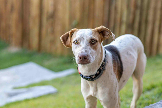 SmartSlydr: The Smart Pet Door Solution That Pays for Itself (and why need of Dog Walker!)