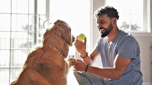 Transform Any Door Into a Pet Door With SmartSlydr