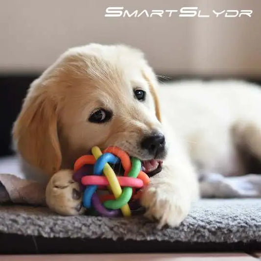 The Ultimate Potty Training Guide for First-Time Dog Owners