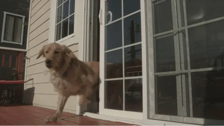 Smart Pet Doors: The Way of the Future