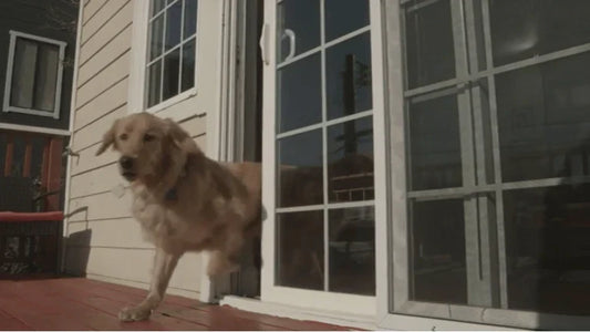 Smart Pet Doors: The Way of the Future