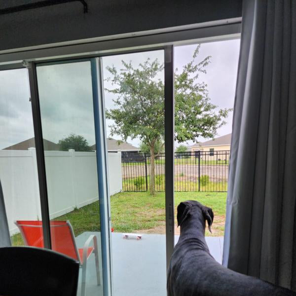 Large black Great Dane dog using SmartSlydr automatic dog door opener - Customer Review Image