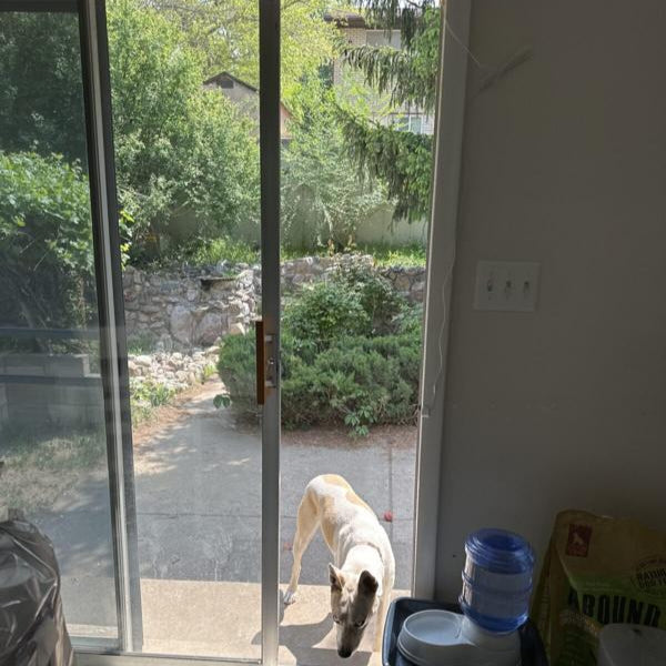 Customer image: Hound Dog using SmartSlydr pet door