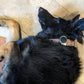 Collar Strap (1x Small + 1x Large) for SmartSlydr PetPass