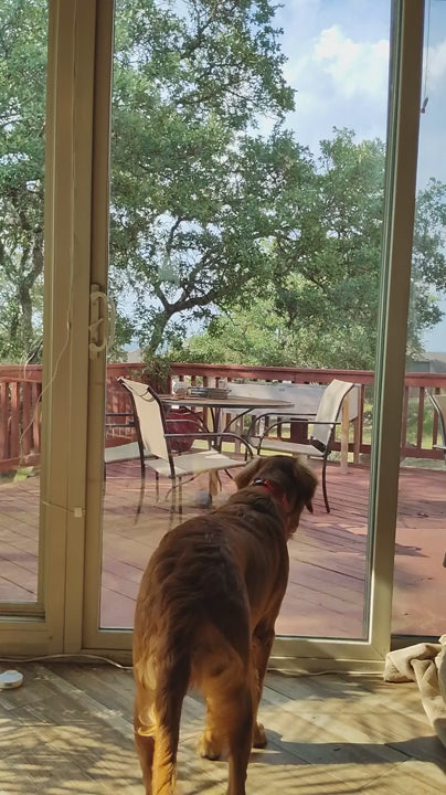 Customer video demonstrating SmartSlydr pet door opening automatically for a dog