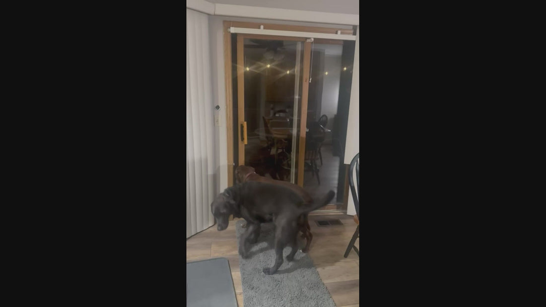 Customer Video of a dog using SmartSlydr pet door to go outside