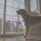SmartSlydr with PetPass replaces dog walkers by giving pets safe, independent access. Features smart lock security and an automatic sliding door opener for modern homes.